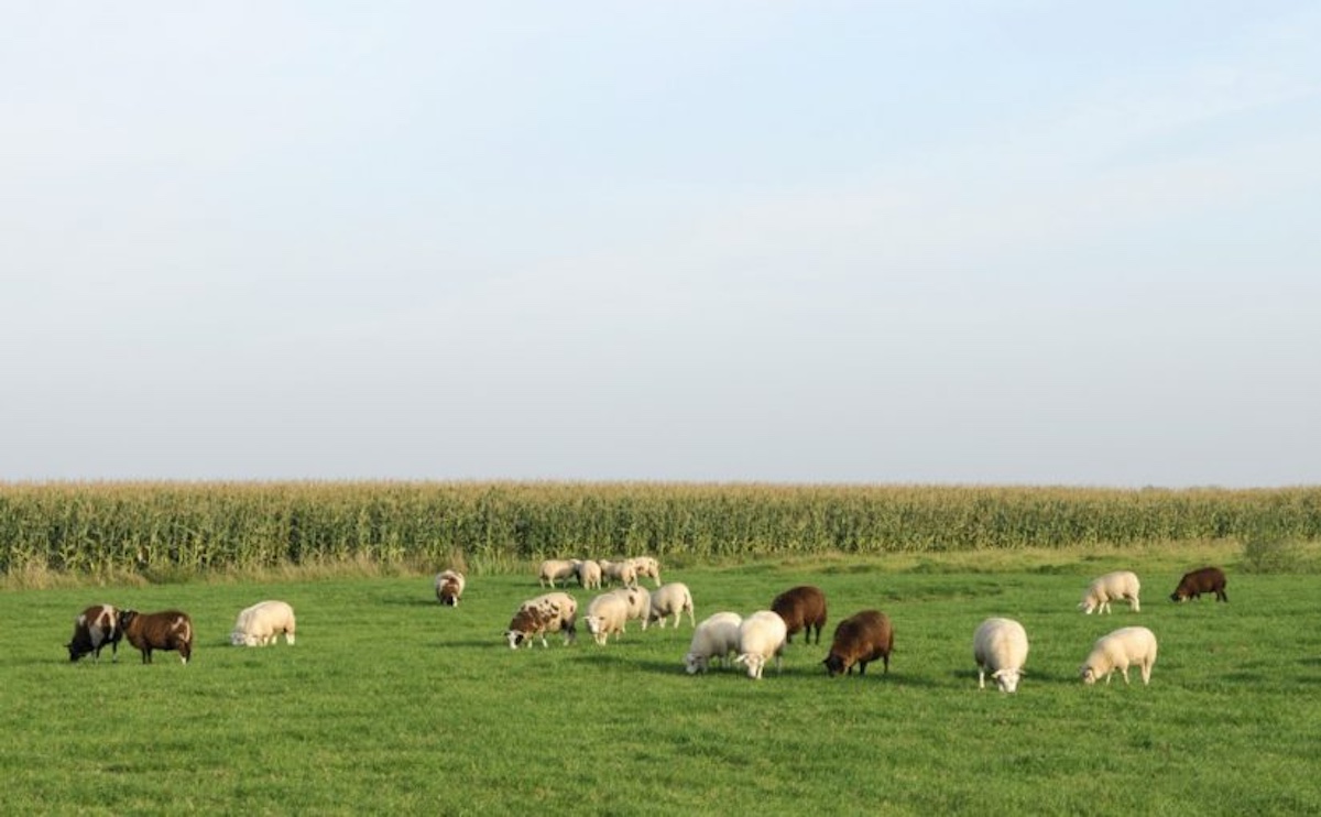 Wondering What to Feed Sheep? How about Field Corn!